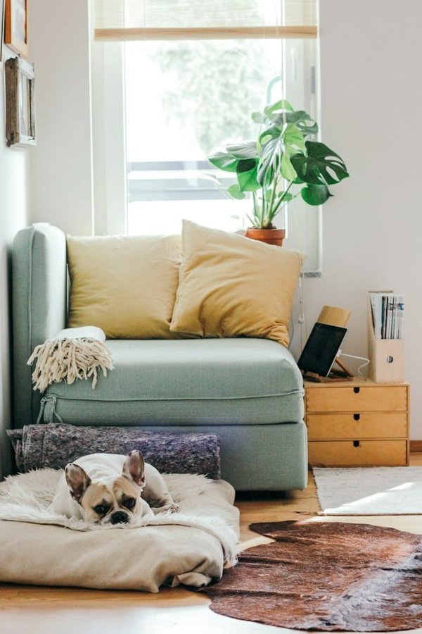 How Can You Create a Safe and Stylish Space for Senior Pets?